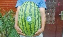 热门大瓜每日大赛,揭秘娱乐圈最新爆料，大赛精彩瞬间回顾